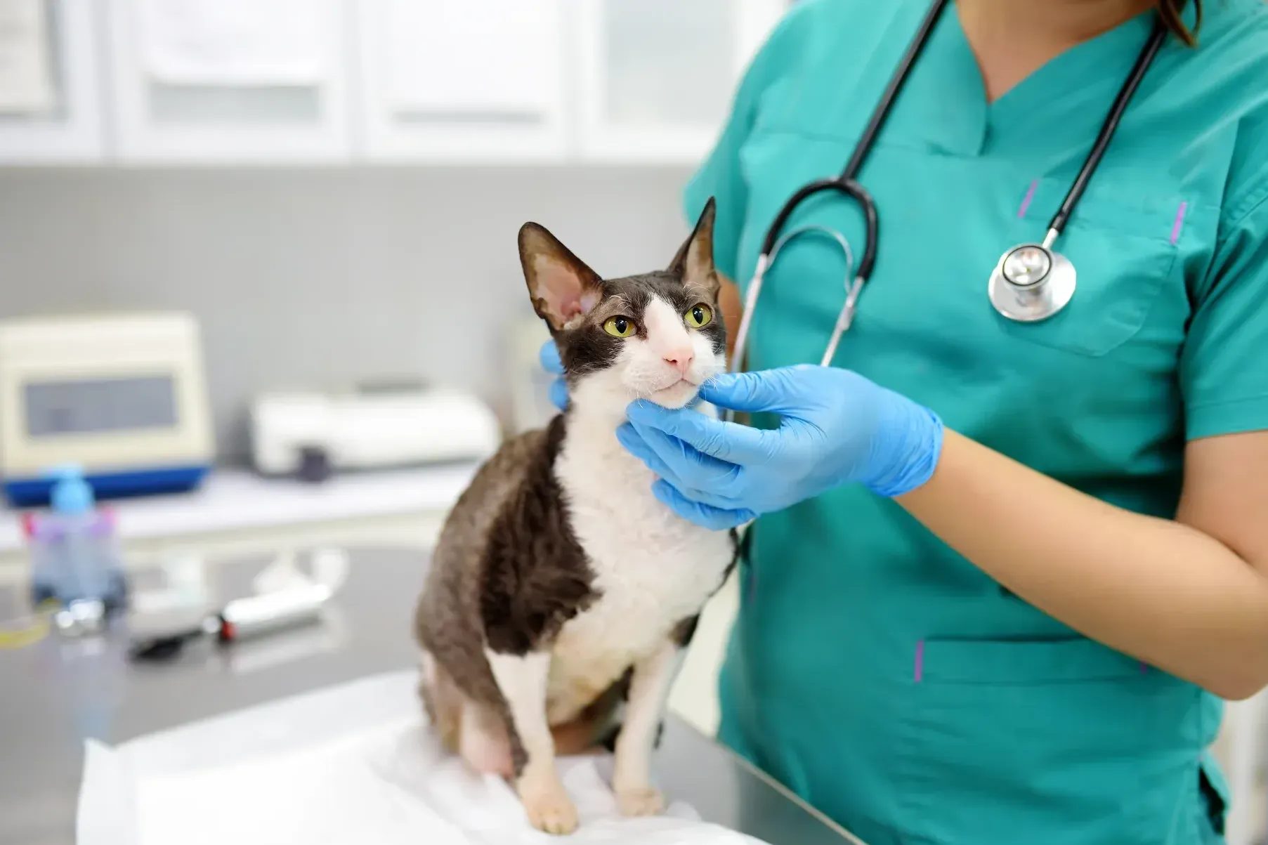 Veterinarian in teal scrubs examining a cat with stethoscope in clinic